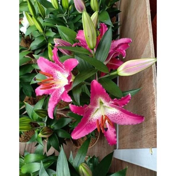 Bunga Lily Casablanca Sale
