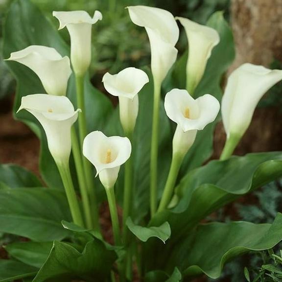 Cala Lily Putih - Tanaman Hias Lily Air Bunga Putih Calla Lily-Zantedeschia Aethopica Cod