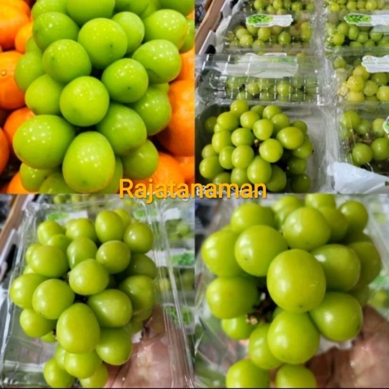 

bibit anggur import SHINE MUSCAT asli valid