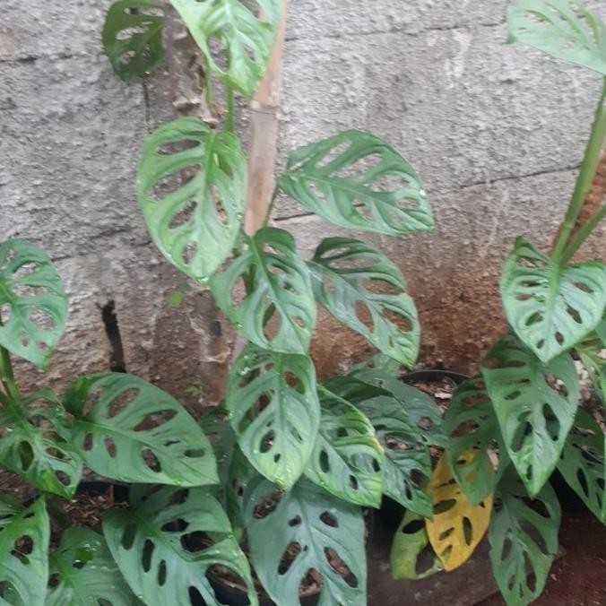 [Baru] Monstera Acuminata / Janda Bolong Daun Besar Real Pictur / Tanaman Ind