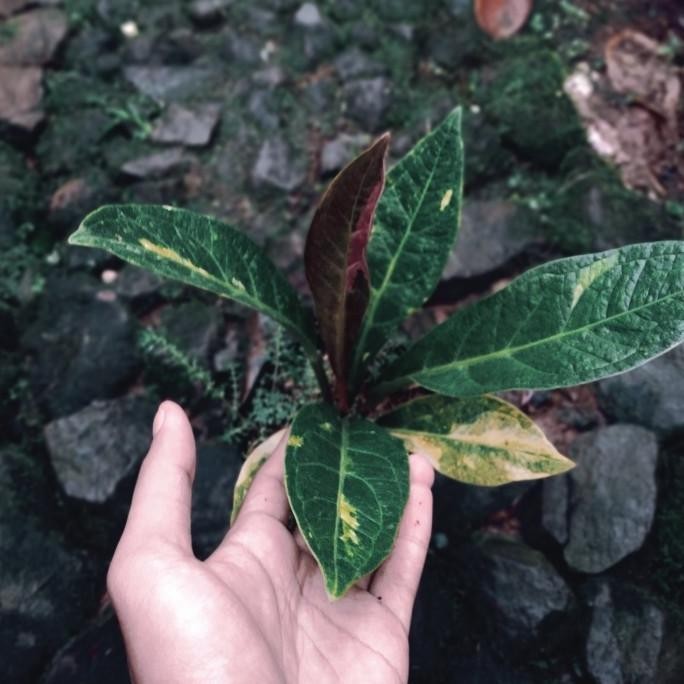 [Ready] Tanaman Hias Hookeri Varigata Pink Sedang