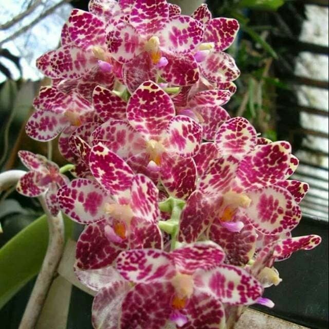 Seedling Anggrek Phalaenopsis Gigantea