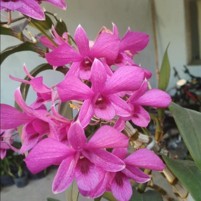 Dendrobium Bantimurung