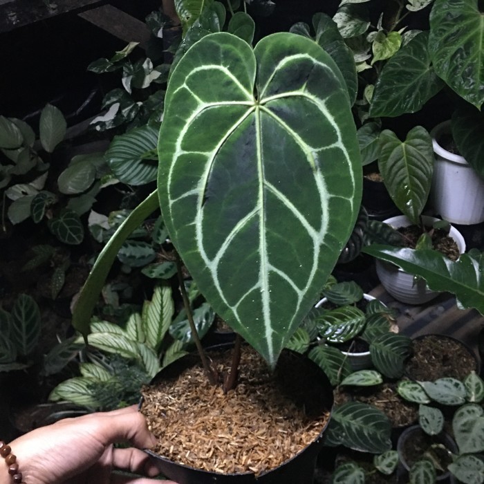 Anthurium Magnificum Jumbo Stang Kotak