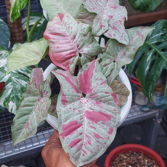 Singonium Milk Confetti