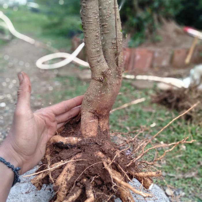 Bahan Bonsai Bonggol Anting Putri Murah Utuh