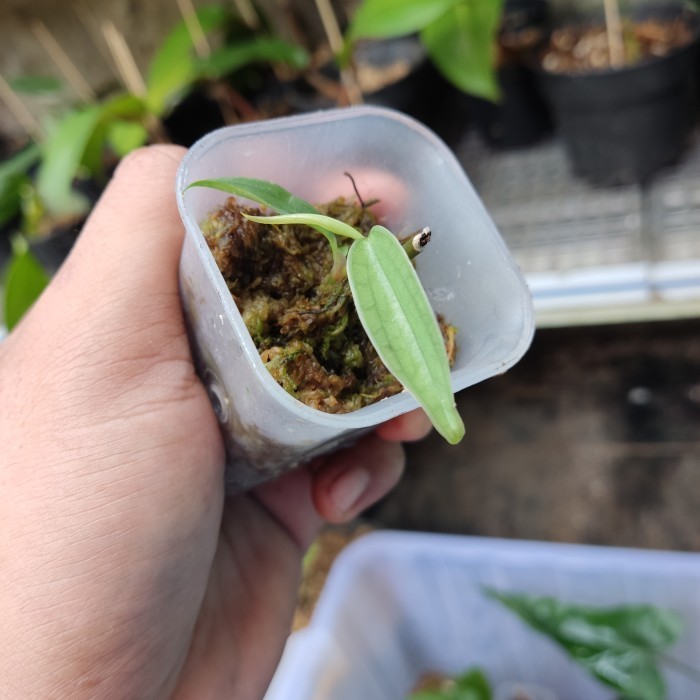 Burlemarx Fantasy - Philodendron Burlemarx Fantasy - Rare Item (Real)