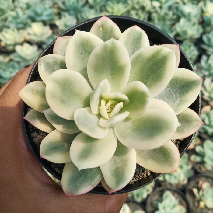 Sukulen"Echeveria Lemon Lime Varigata"