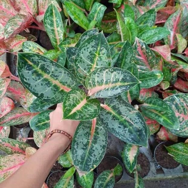 [Promo] Tanaman Hias Aglonema Gajah Mada - Aglonema Gajah Mada