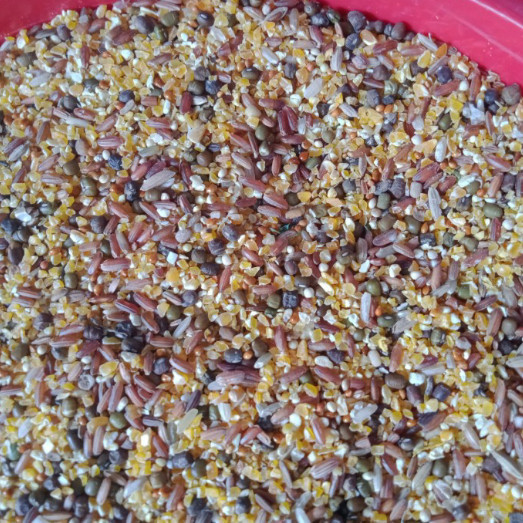 Makanan Bertelur Pakan Ayam Kate Bertelur Agar Ayam Cepat Bertelur