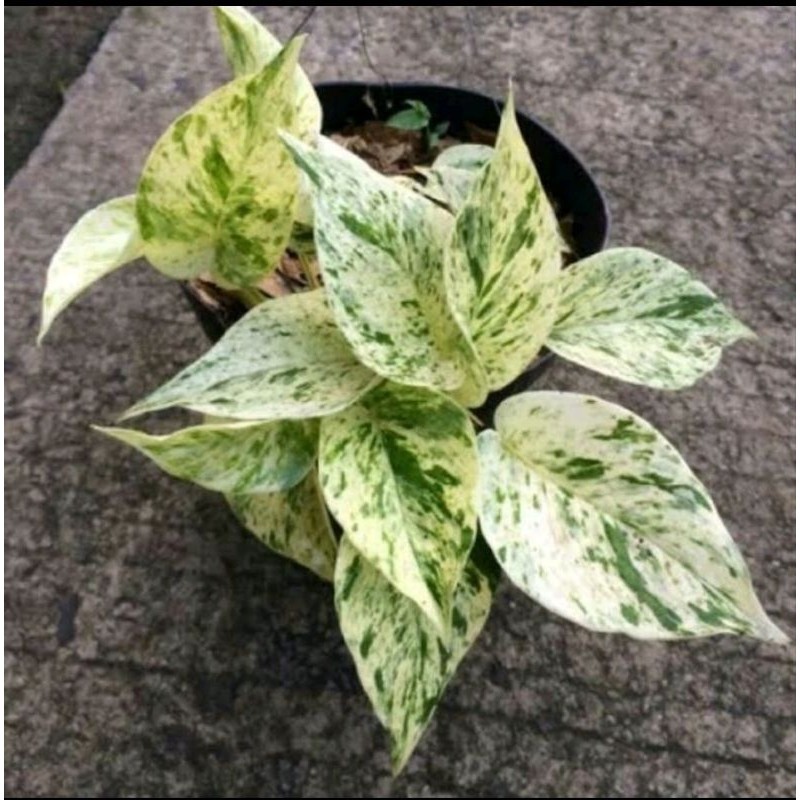 tanaman hias Srigading varigata tanaman Srigading putih