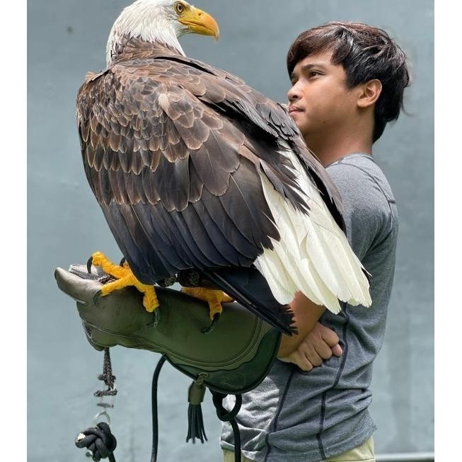 Barang Terlaris Falconry Glove / Sarung Tangan Elang Burung Hantu