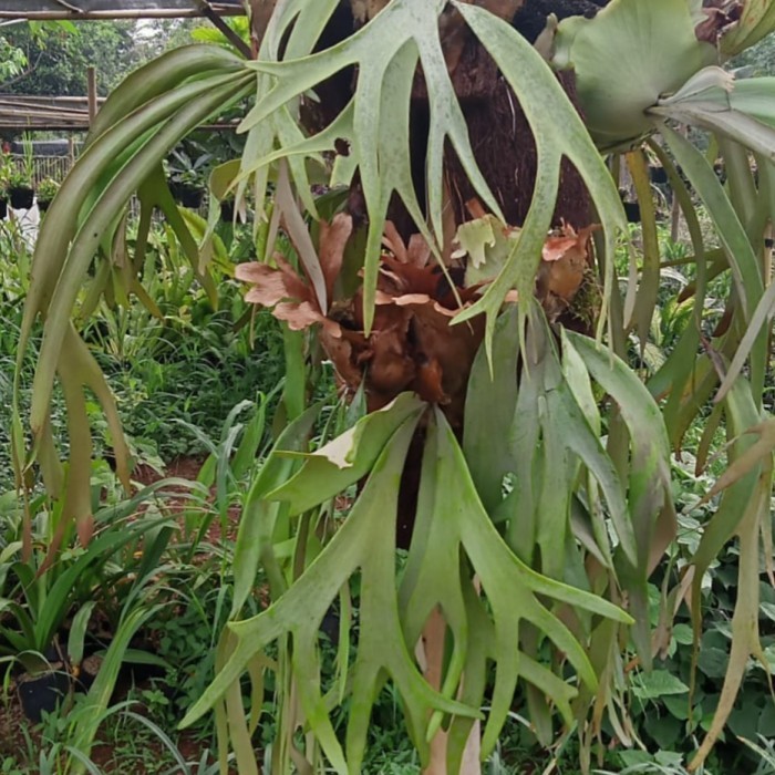 Tanaman Hias Kadaka Tanduk Rusa Besar