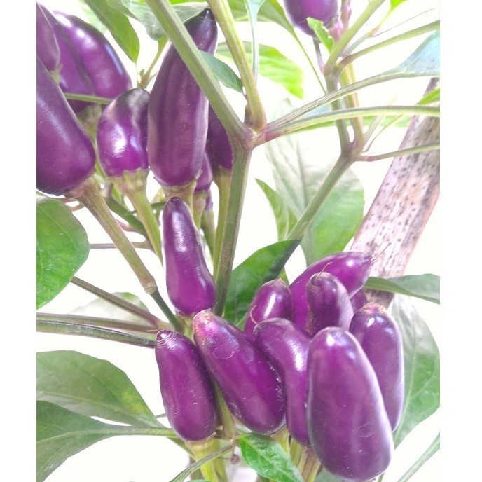 SALE 2 BENIH CABE HIAS UNGU PURPLE CANDLE LIGHT BIBIT CABAI TANAMAN HIAS