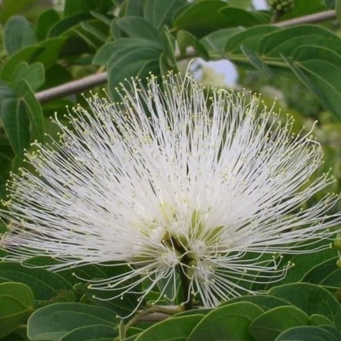 SALE KLIP - 20 BIJI BENIH BIBIT KALIANDRA PUTIH PAKAN TERNAK