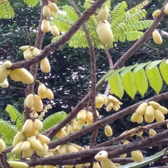 Bibit Pohon Buah Belimbing Wuluh Kuning Premium TOS