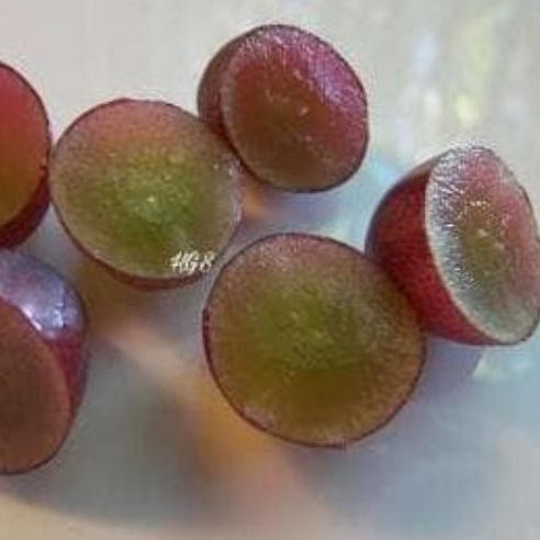 bibit pohon buah anggur super red tanpa biji TOS