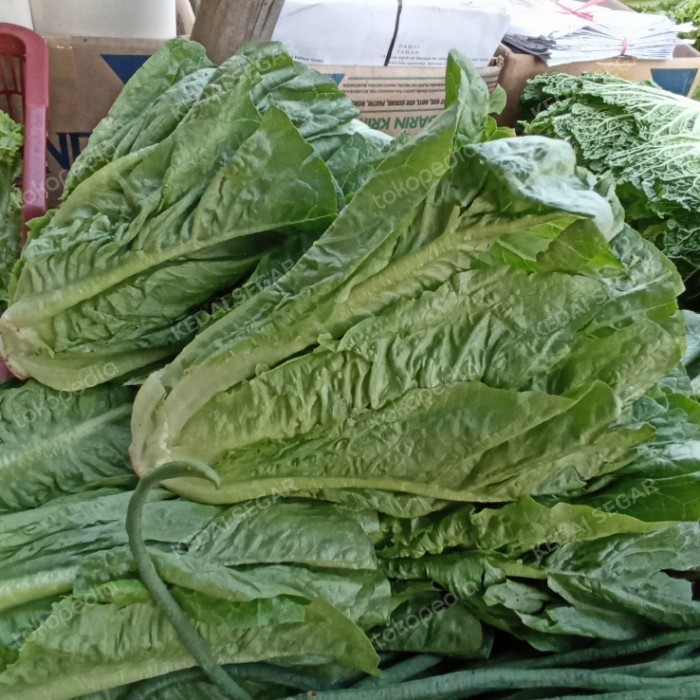 

LETTUCE ROMAINE 500 GRAM - 1/4 kg