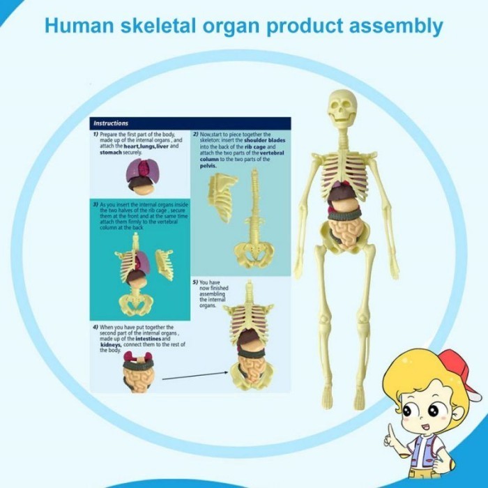 Kerangka Manusia Model Alat Peraga Edukatif Torso Anatomi Tubuh