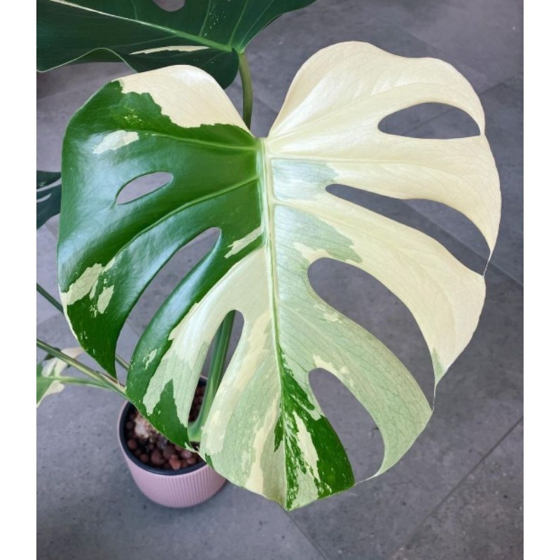 Tanaman Hias Monstera Deliciosa Albo Variegated Bunga Hias Anakan Monstera Murah