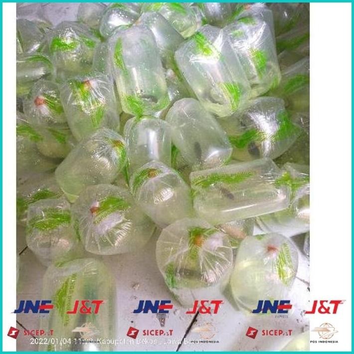 BISMILLAH [PRODUK HLSMF] (COD) IKAN CHANNA 9-10 CM MARU YELLOW CENTARUM (RED EYE) YS. HBD ALISUP
