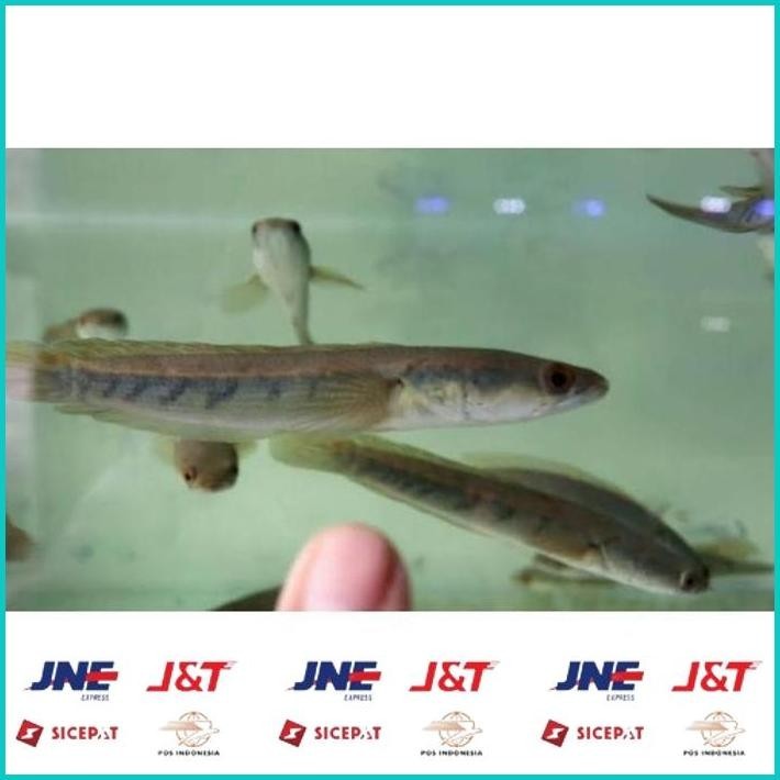BISMILLAH [PRODUK HLSMF] (COD) IKAN CHANNA 9-10 CM MARU YELLOW CENTARUM (RED EYE) YS. HBD ALISUP