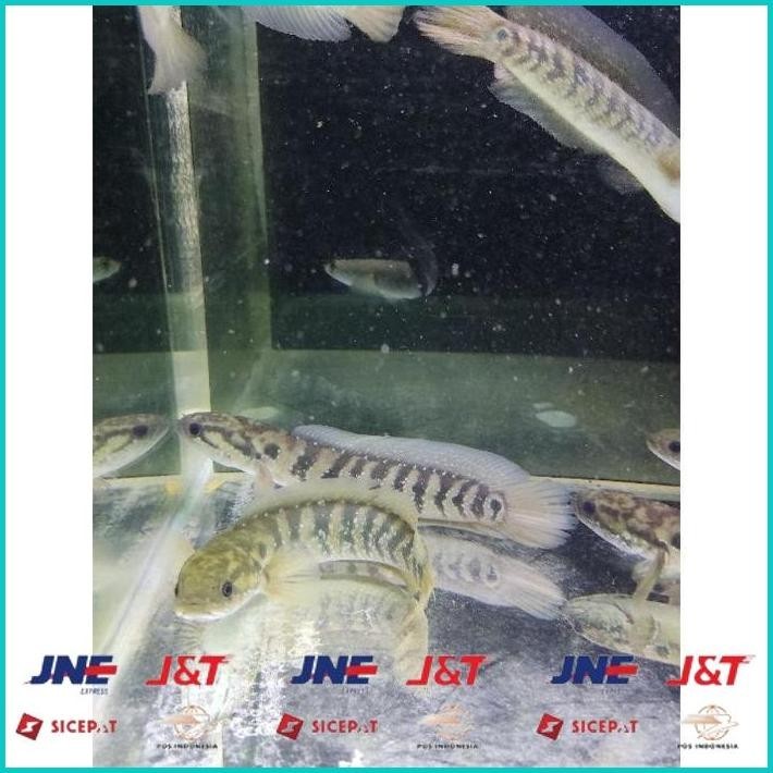 BISMILLAH ASIATICA RSWS SIZE 20-25CM COCOK UNTUK DISPLAY DAN PAIR BONUS STIKER ALISUP