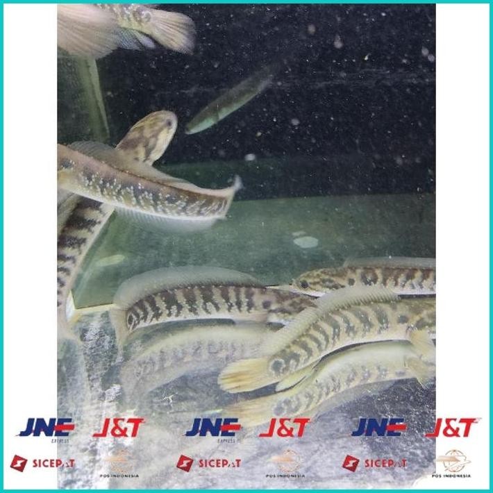 BISMILLAH ASIATICA RSWS SIZE 20-25CM COCOK UNTUK DISPLAY DAN PAIR BONUS STIKER ALISUP