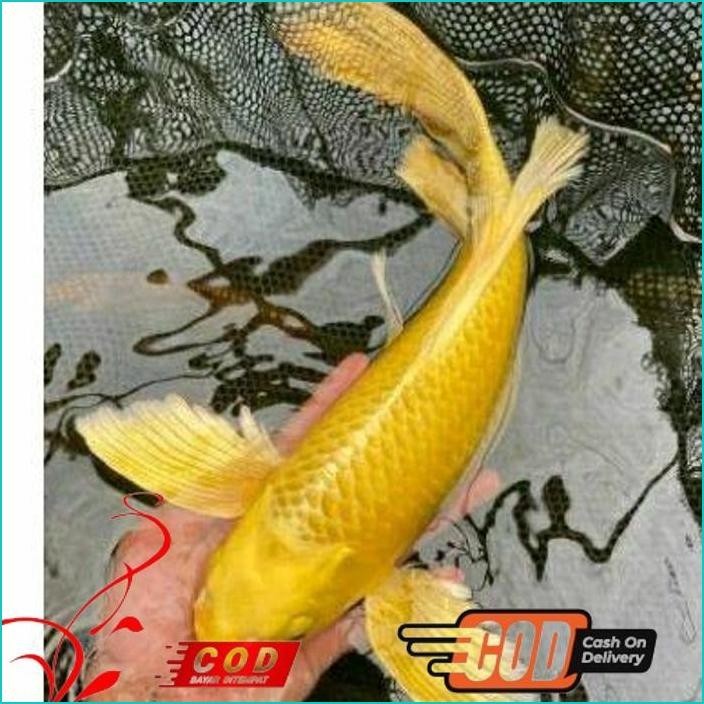 

BISMILLAH KOI OGON SLAYER BERKUALITAS GRADE A+ UKURAN 20-30CM ALISUP
