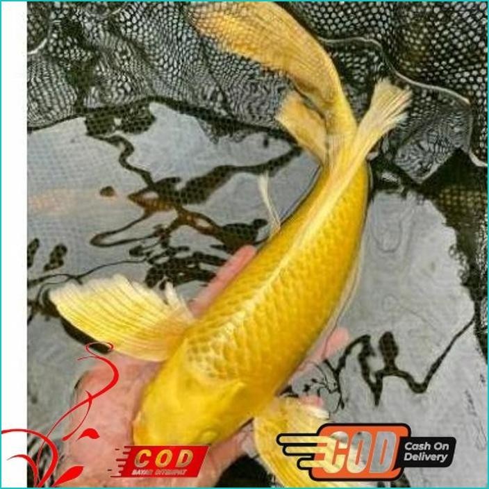 

BISMILLAH KOI OGON SLAYER BERKUALITAS GRADE A+ UKURAN 20-30CM ALISUP