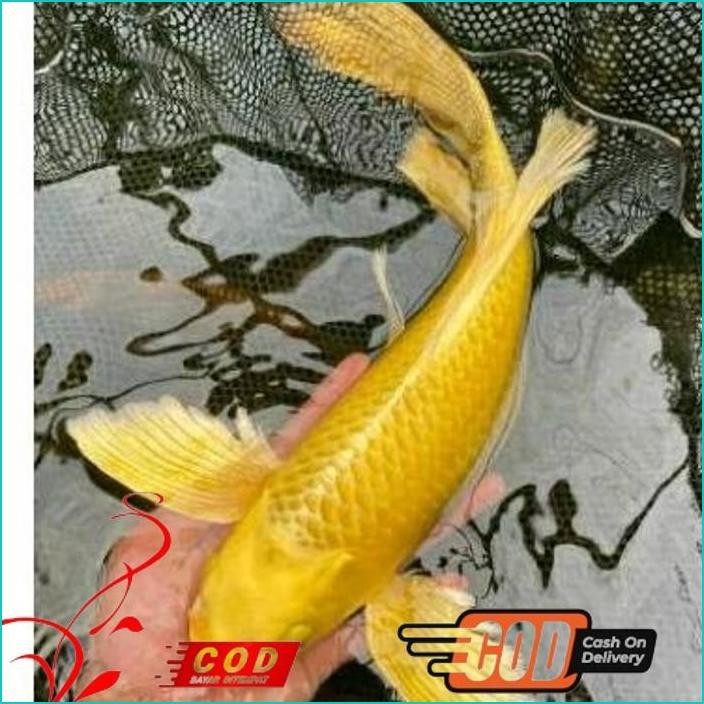 

BISMILLAH KOI OGON SLAYER BERKUALITAS GRADE A+ UKURAN 20-30CM ALISUP