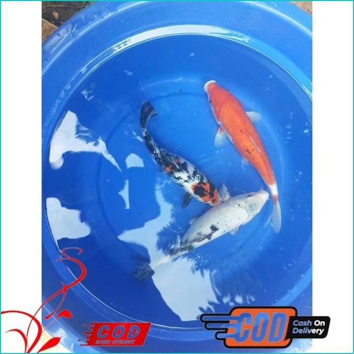 BISMILLAH IKAN KOI 30CM GRADE A WARNA PILIHAN ALISUP