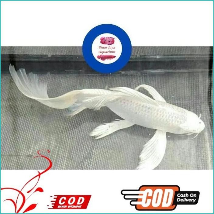 BISMILLAH IKAN KOI SLAYER KUMPAI KUMPAY PLATINUM PUTIH SNOW WHITE EKOR PANJANG KOI BLITAR KOI SUKABU