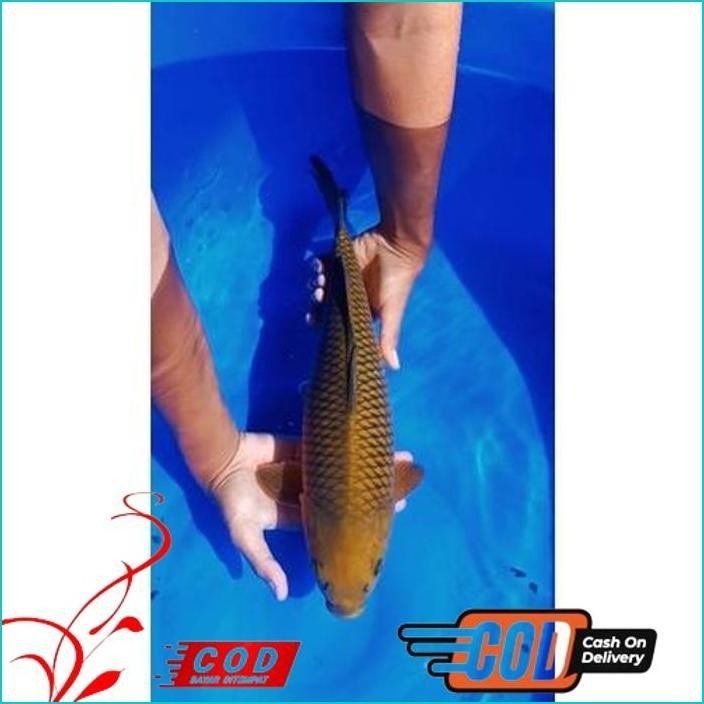 BISMILLAH KOI CHAGOI - IKAN KOI CHAGOI - IKAN KOI BLITAR - CHAGOI - IKAN KOI ALISUP