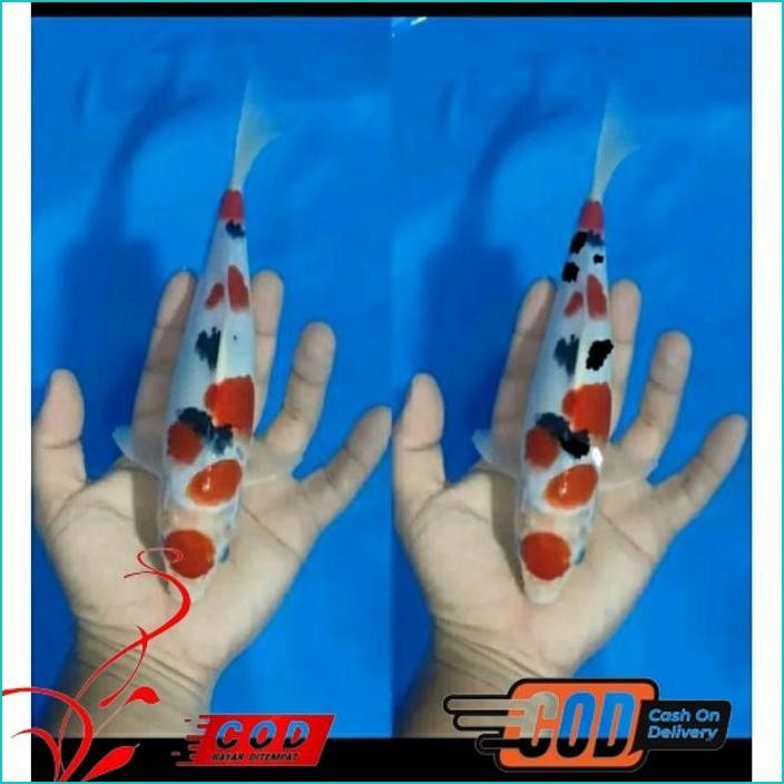 

BISMILLAH KOI SANKE PAKET 5 EKOR ALISUP