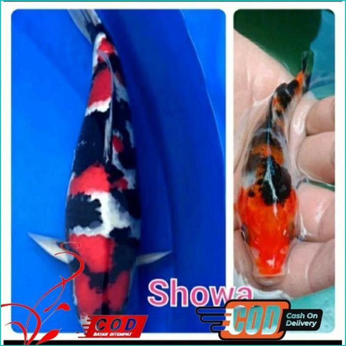 

BISMILLAH PAKET 5 EKOR BIBIT KOI SHOWA GRADE A UKURAN 10-13CM ALISUP