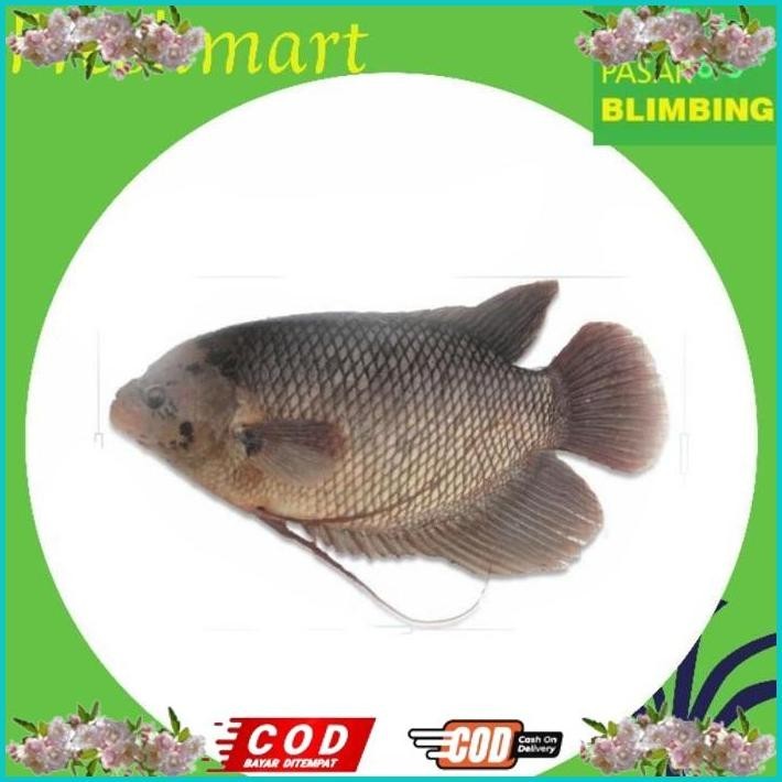 

BISMILLAH ANEKA IKAN SEGAR 1KG [PASAR BLIMBING MALANG] ALISUP