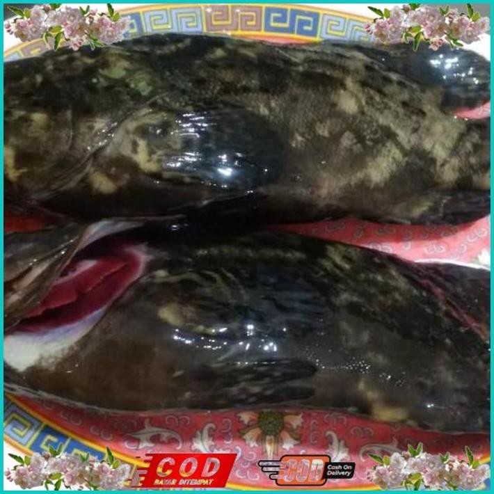 

BISMILLAH IKAN KRAPU MACAN HIDUP ALISUP