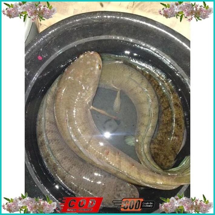

BISMILLAH IKAN GABUS JUMBO ALISUP