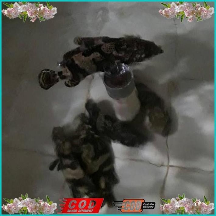 

BISMILLAH IKAN KRAPU MACAN HIDUP ALISUP