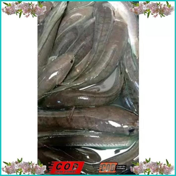 

BISMILLAH IKAN GABUS / IKAN KUTUK HIDUP SEGAR (READY SETIAP HARI) ALISUP