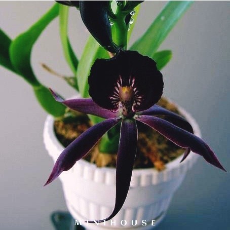 BENIH BIBIT BIJI ANGGREK / BUNGA ANGGREK IMPORT