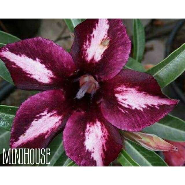 BIBIT BIJI BENIH KAMBOJA ADENIUM UNGU