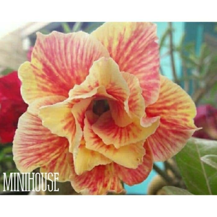 BIBIT BIJI BENIH KAMBOJA ADENIUM KUNING BATIK