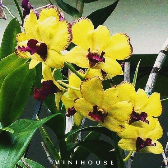 BENIH BIBIT BIJI ANGGREK /ANGGREK BULAN IMPORT