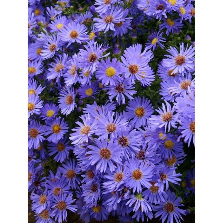 Biji Benih Bibit Bunga Chinese Blue Aster