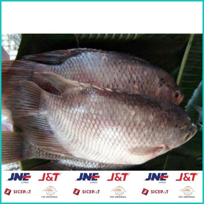 

BISMILLAH ANEKA IKAN SEGAR 1KG [PASAR BLIMBING MALANG] ALISUP