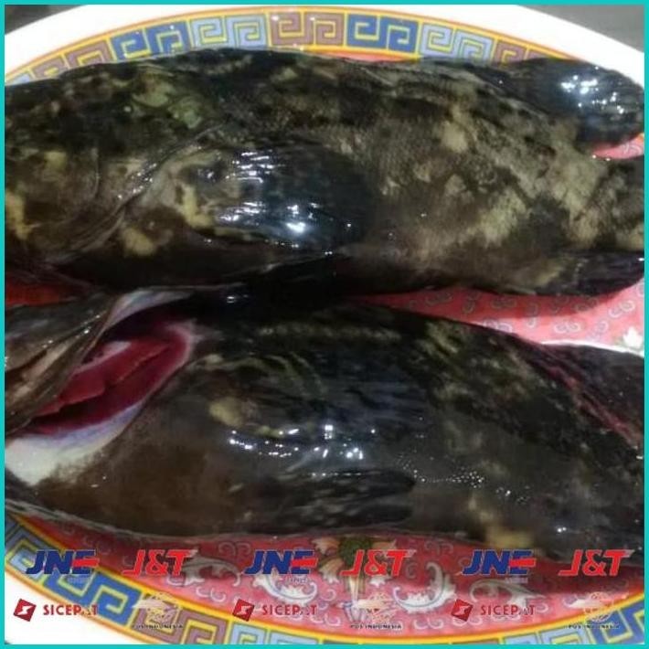 

BISMILLAH IKAN KRAPU MACAN HIDUP ALISUP