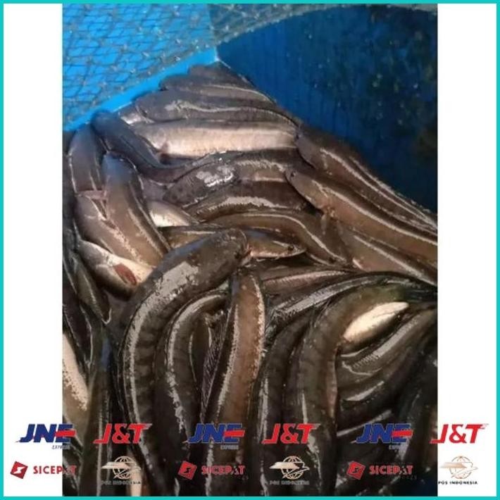 

BISMILLAH IKAN GABUS / IKAN KUTUK HIDUP SEGAR (READY SETIAP HARI) ALISUP