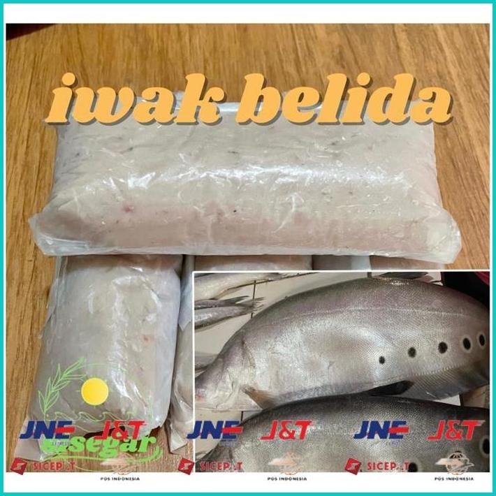 

BISMILLAH IKAN BELIDA SUNGAI GILING / IWAK BELIDO / IWAK KUTAK ALISUP